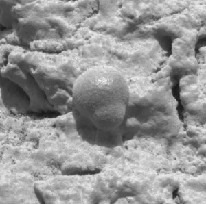 Esta es una microfotografía de Opportunity, que muestra una concreción de hematita. Indicativa de la presencia de agua líquida en el pasado. Crédito: NASA/JPL/US Geological Survey