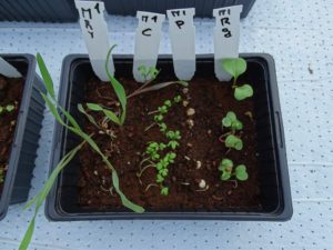 Imagen de uno de los experimentos. Las semillas son, de izquierda a derecha, centeno, berro hortelano, guisante y rábano. Crédito: Mars One