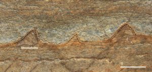 Estas estructuras descubiertas, en Groenlandia, en rocas de 3.700 millones de años de antigüedad, pueden ser colonias fosilizadas de microbios y fósiles más antiguos de la Tierra. Crédito: Allen Nutman/Nature
