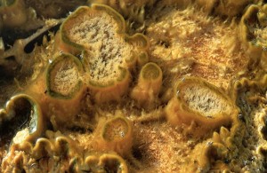 Esta imagen muestra estromatolitos de cerca. Se encuentran en algunas regiones del parque de Yellowstone y son fruto de la vida microbial. Crédito: Roger Ressmeyer/Corbis