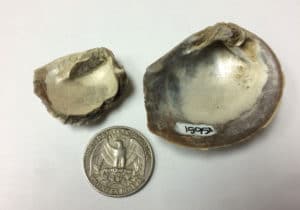 Imagen de fósiles de conchas de bivalvos junto a una moneda de 25 centavos de dolar.  Crédito: Sierra V. Petersen