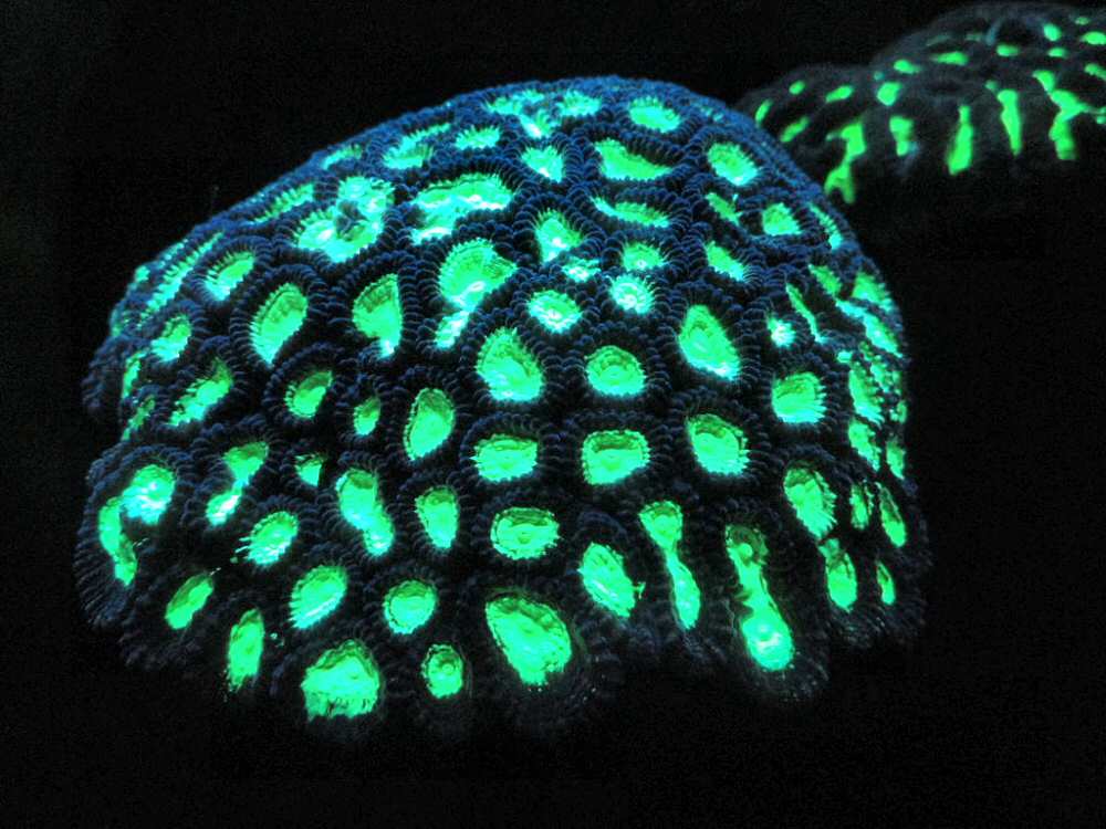 Biofluorescencia: en busca de vida en torno a enanas rojas