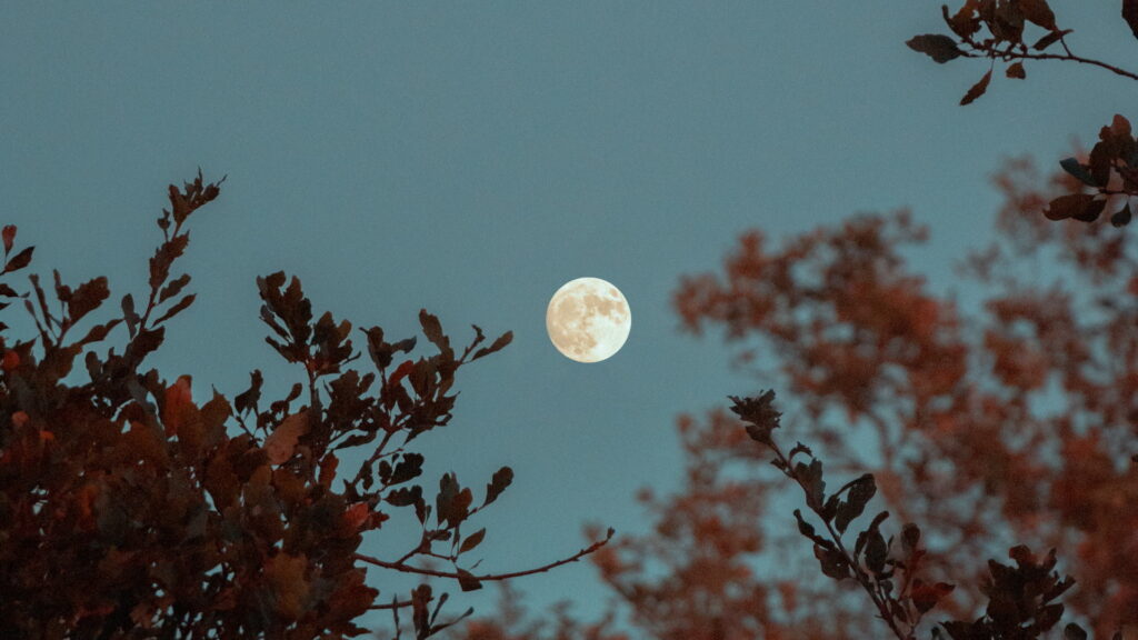 La luna llena vista a través de los árboles, será una de las grandes protagonistas del calendario astronómico de septiembre de 2023.  