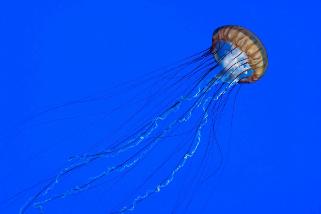 Medusas robóticas para explorar los océanos